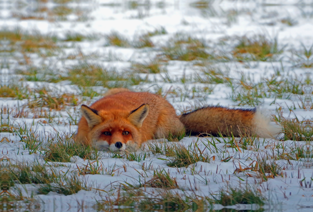 Fuchs in Lauerstellung