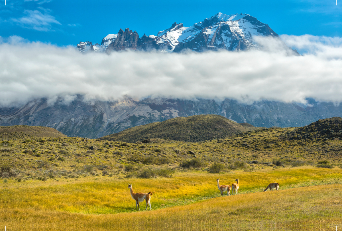 Guanaco, Torres del Paine National Park, Patagonien, Chile