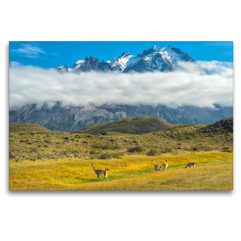 Guanaco, Torres del Paine National Park, Patagonien, Chile