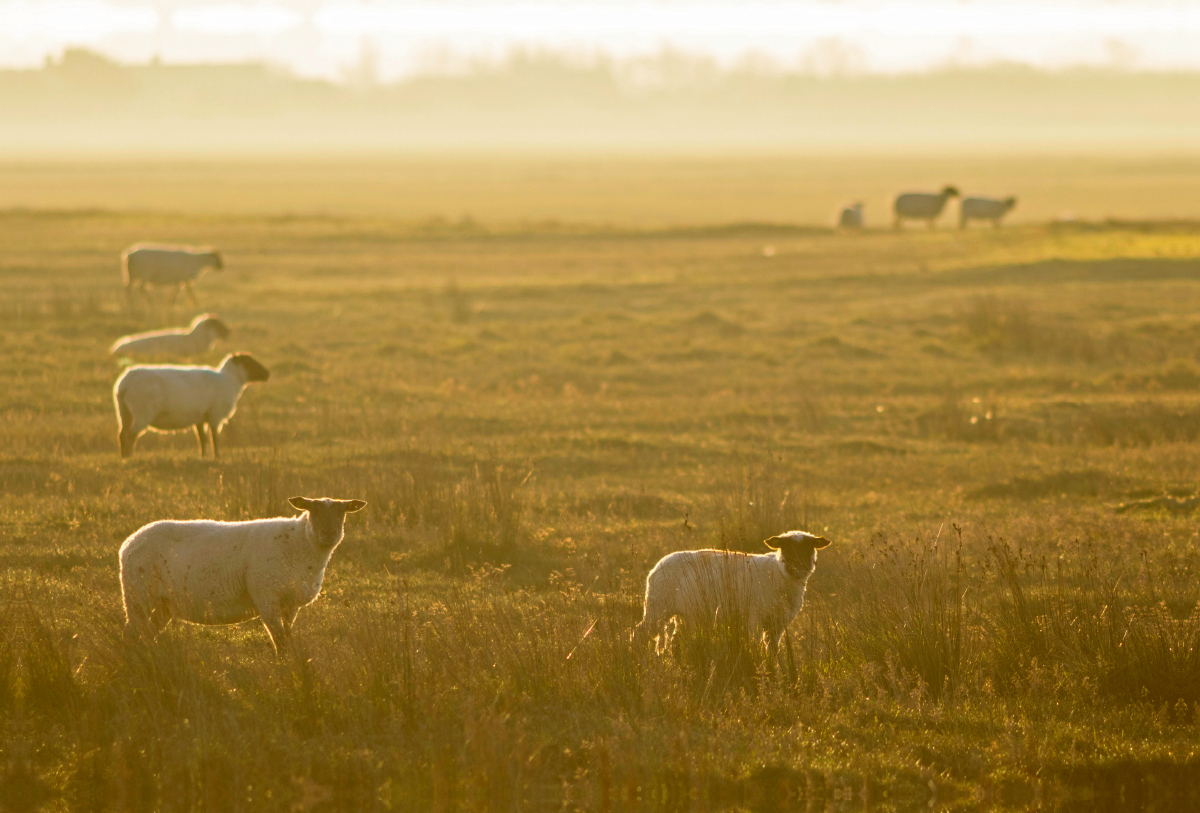 Moutons des prés-salés