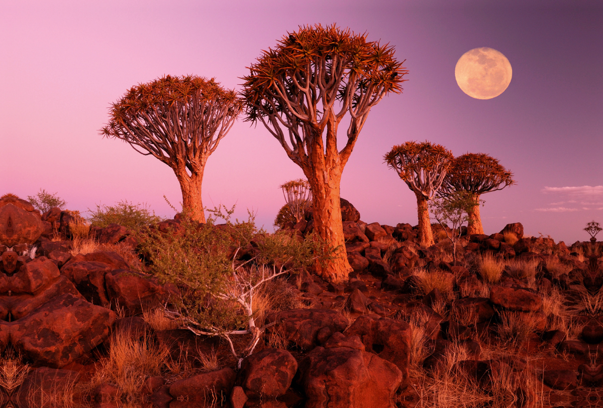 Kocherbaum, Quiver Tree, Keetmanshoop, Namibia