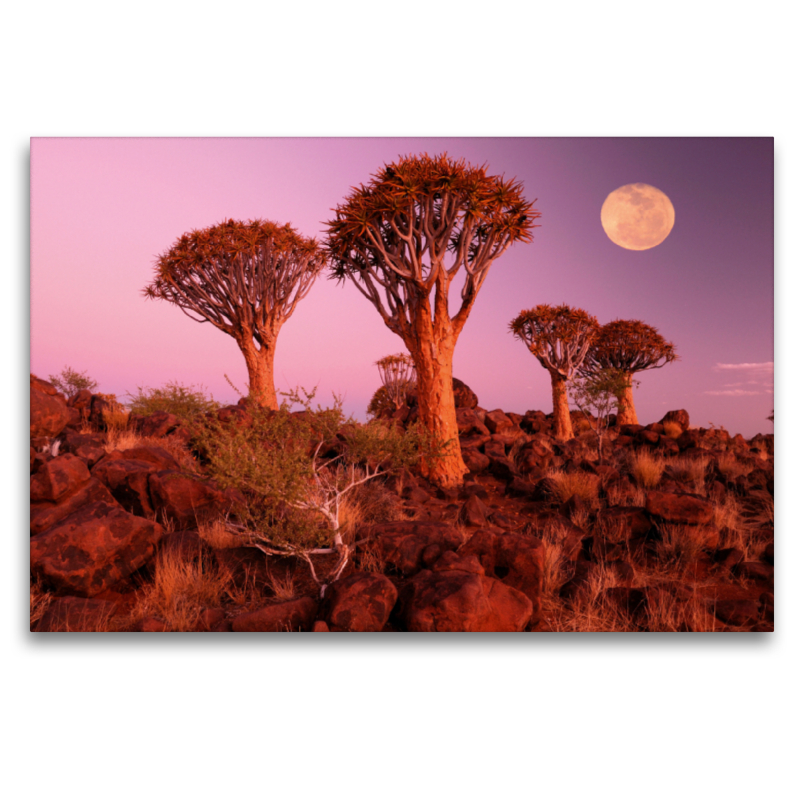 Kocherbaum, Quiver Tree, Keetmanshoop, Namibia