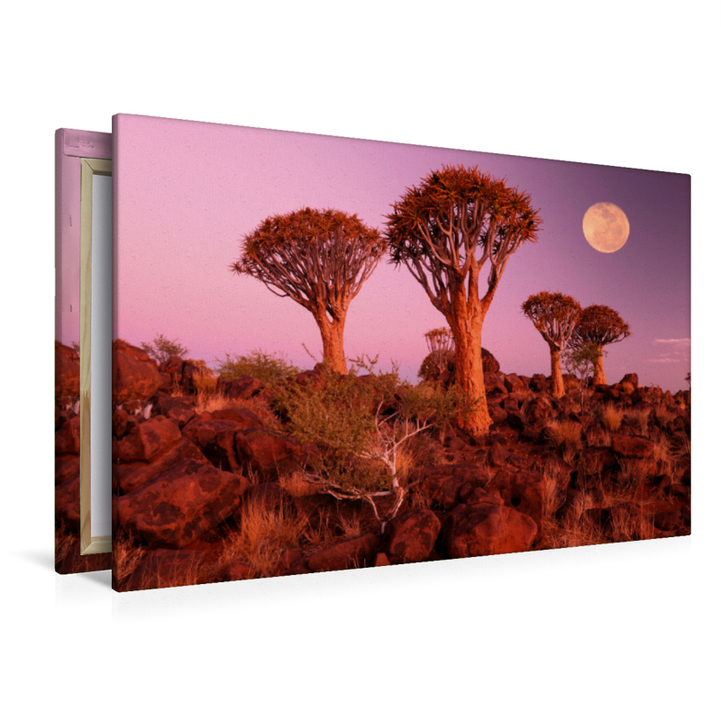 Kocherbaum, Quiver Tree, Keetmanshoop, Namibia