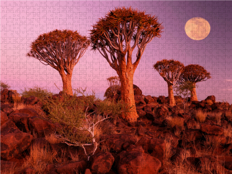 Kocherbaum, Quiver Tree, Keetmanshoop, Namibia