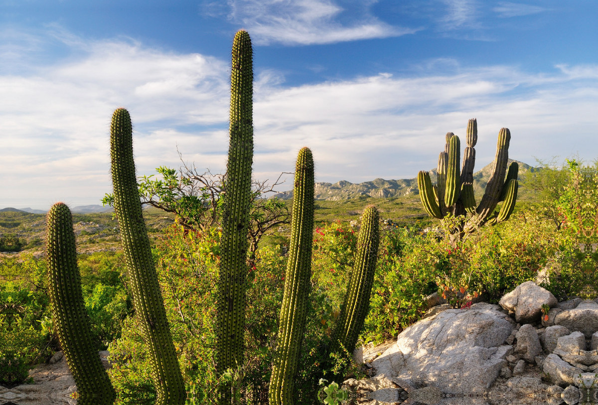 Cactus at sunset, Ventana Bay, Sea of Cortez, Baja California Sur, Mexico