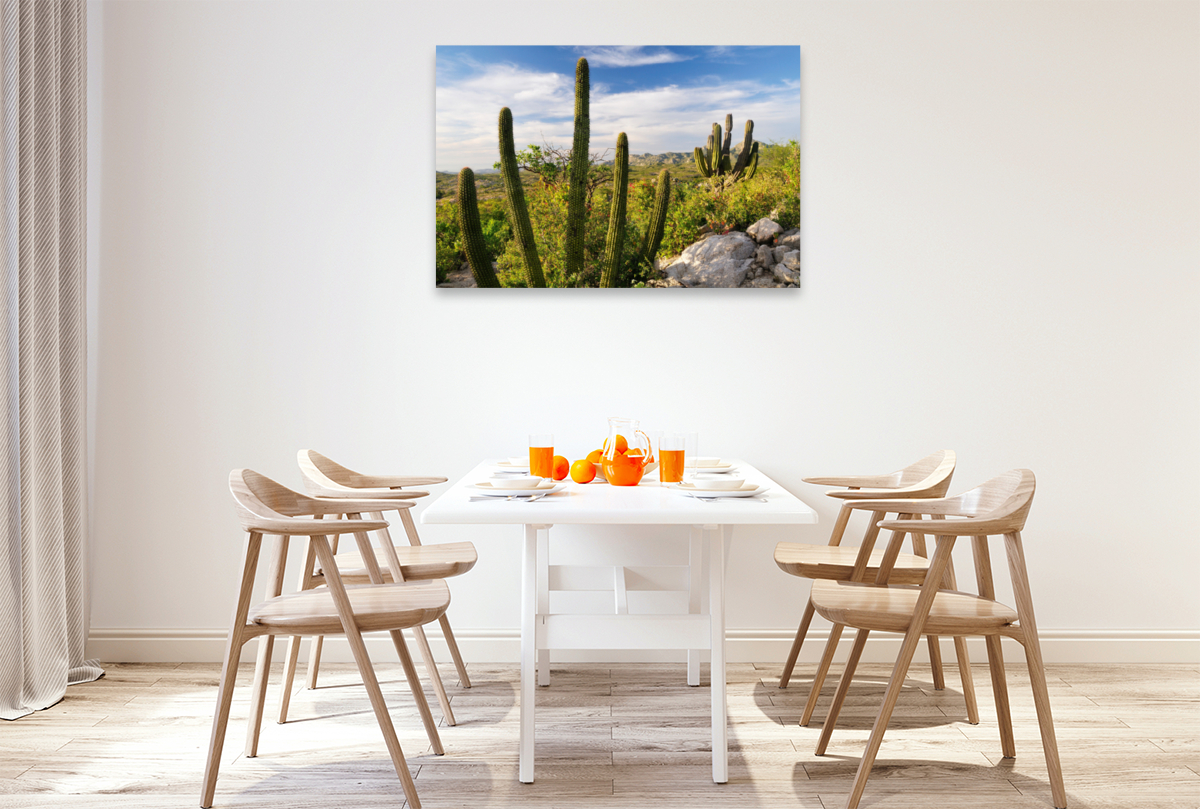 Cactus at sunset, Ventana Bay, Sea of Cortez, Baja California Sur, Mexico