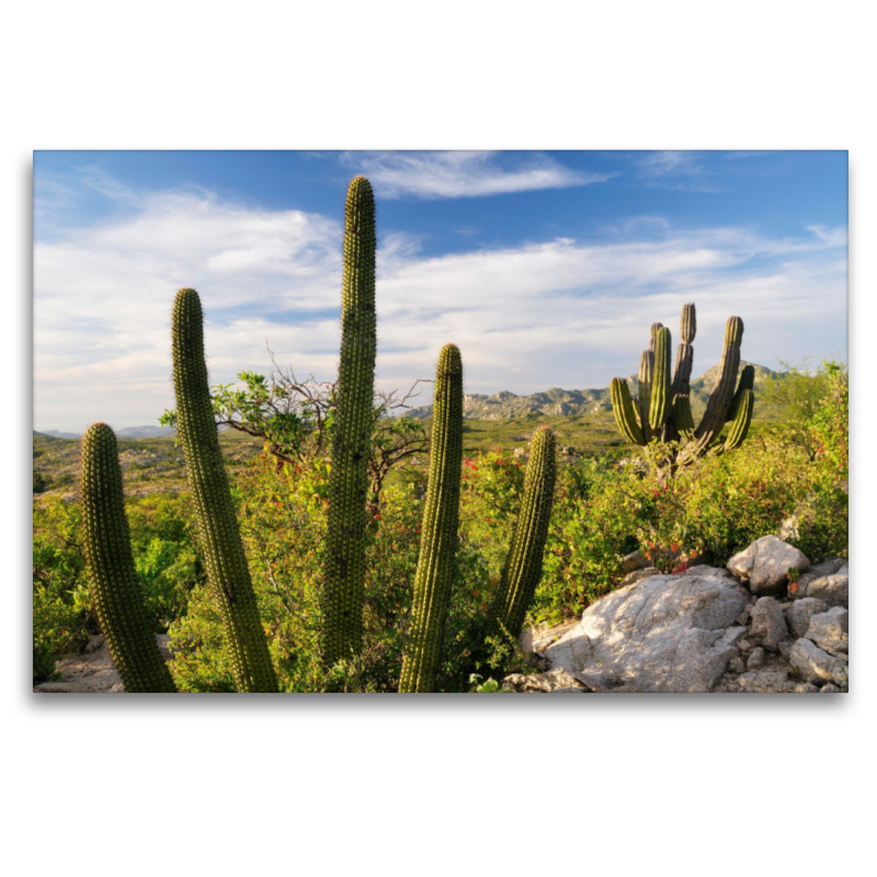 Cactus at sunset, Ventana Bay, Sea of Cortez, Baja California Sur, Mexico