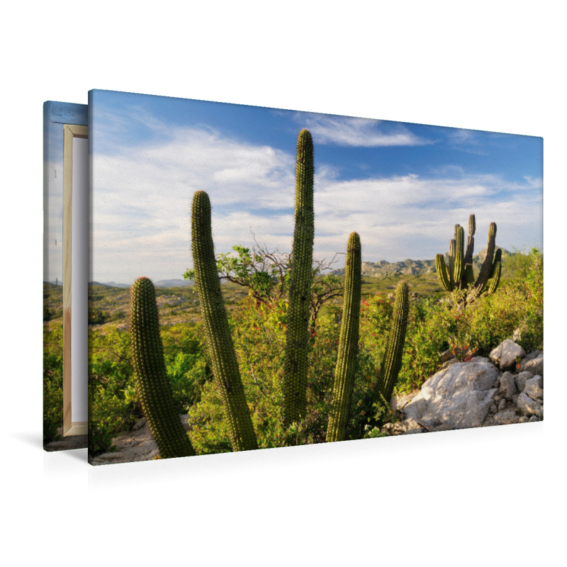 Cactus at sunset, Ventana Bay, Sea of Cortez, Baja California Sur, Mexico