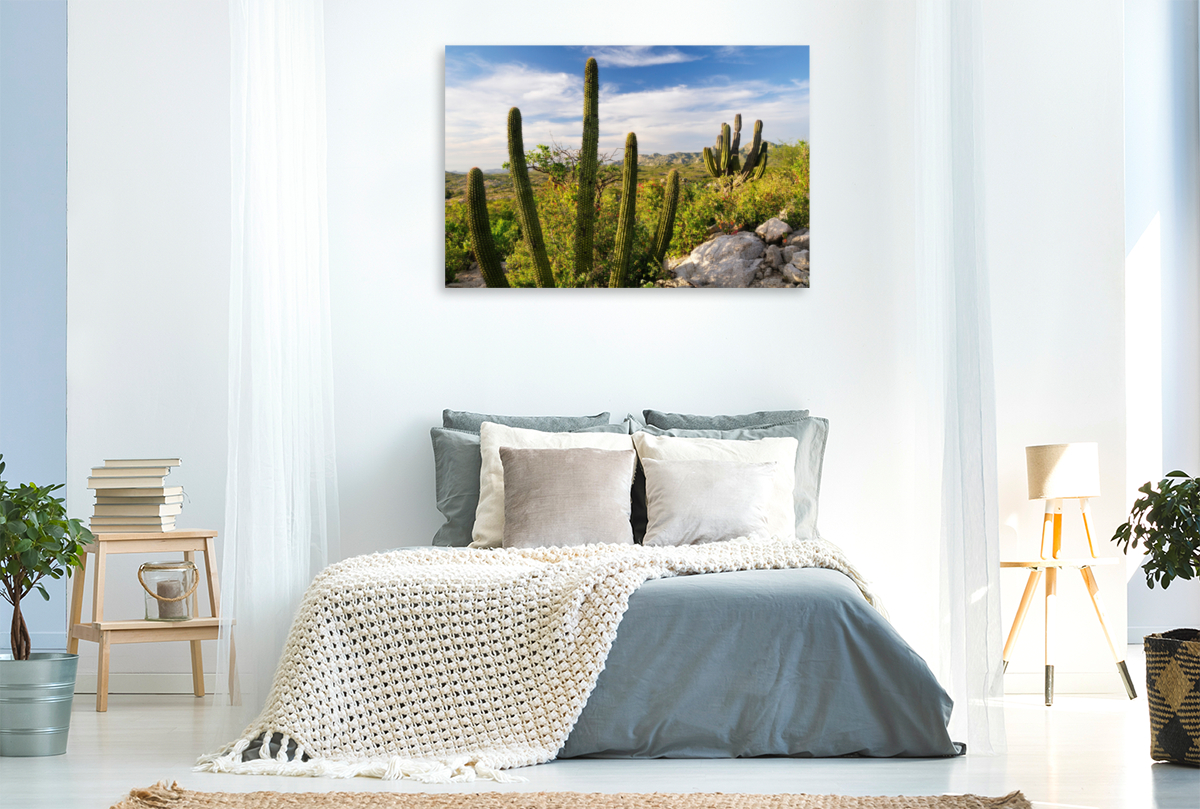 Cactus at sunset, Ventana Bay, Sea of Cortez, Baja California Sur, Mexico