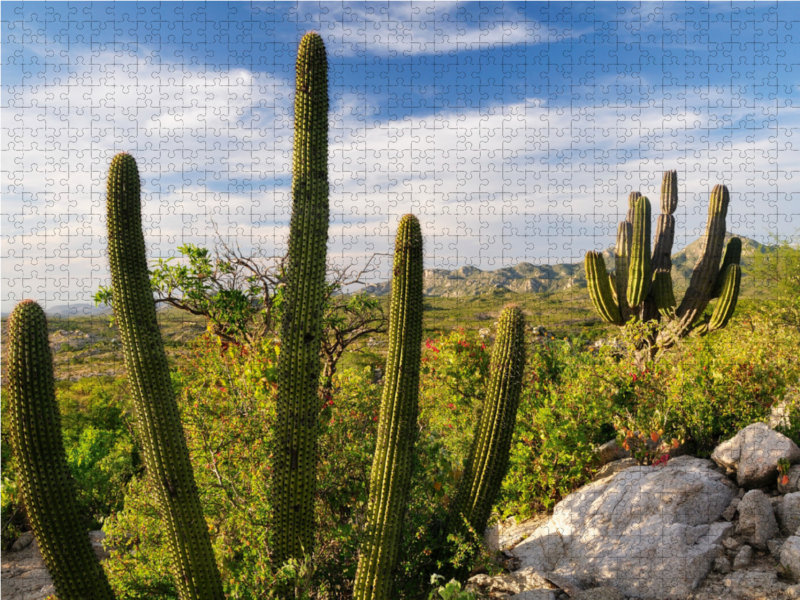 Cactus at sunset, Ventana Bay, Sea of Cortez, Baja California Sur, Mexico