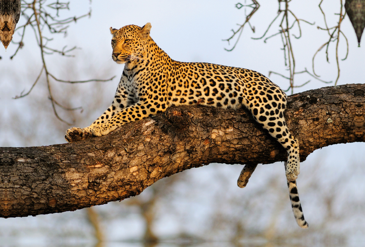 Leopard, Sabi Sands Game Reserve, Südafrika