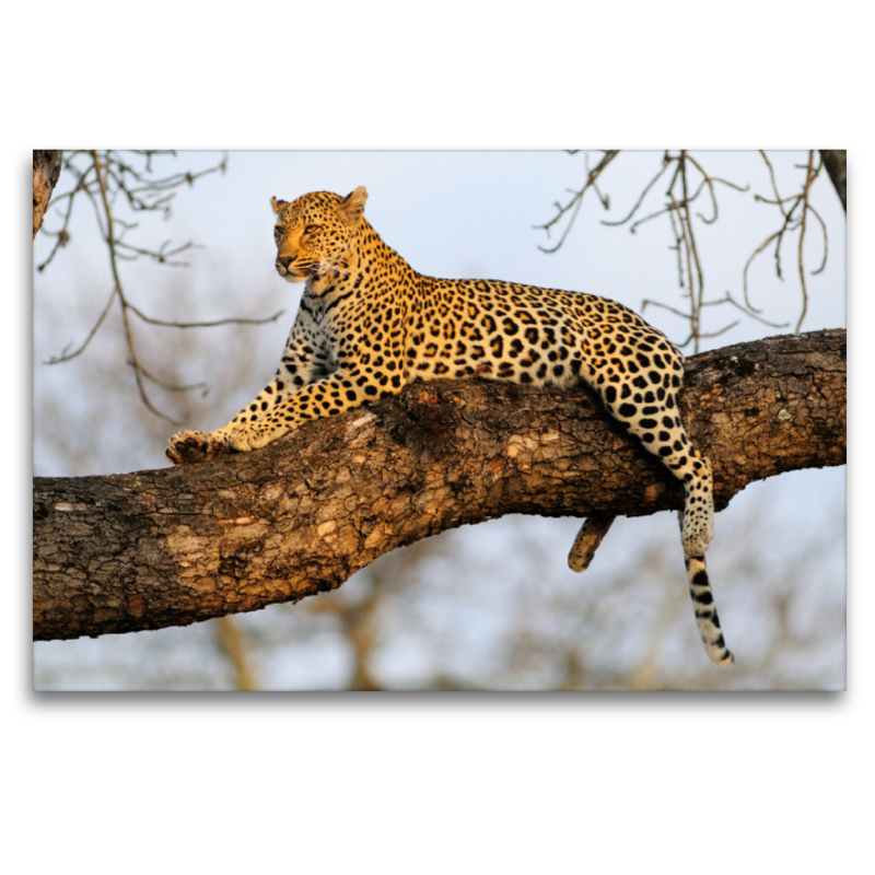 Leopard, Sabi Sands Game Reserve, Südafrika