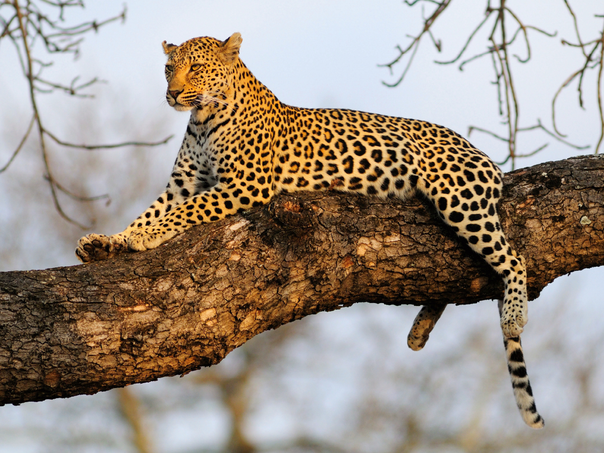 Leopard, Sabi Sands Game Reserve, Südafrika