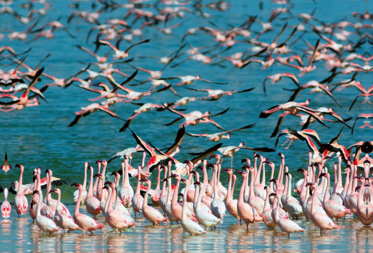 Flamingos Kimberley, Südafrika