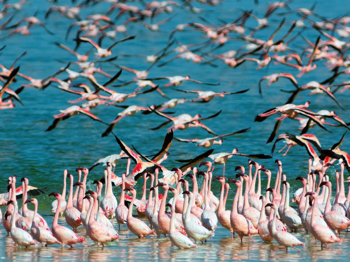 Flamingos Kimberley, Südafrika