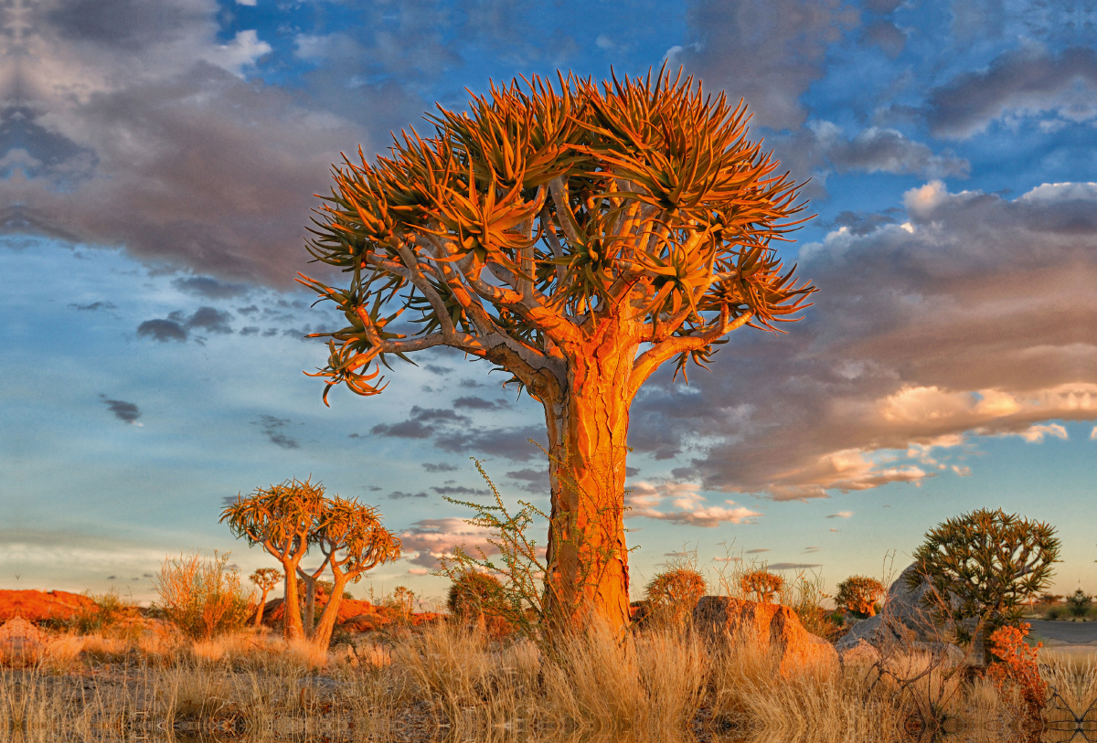 Köcherbaum, Augrabies Falls National Park, Südafrika