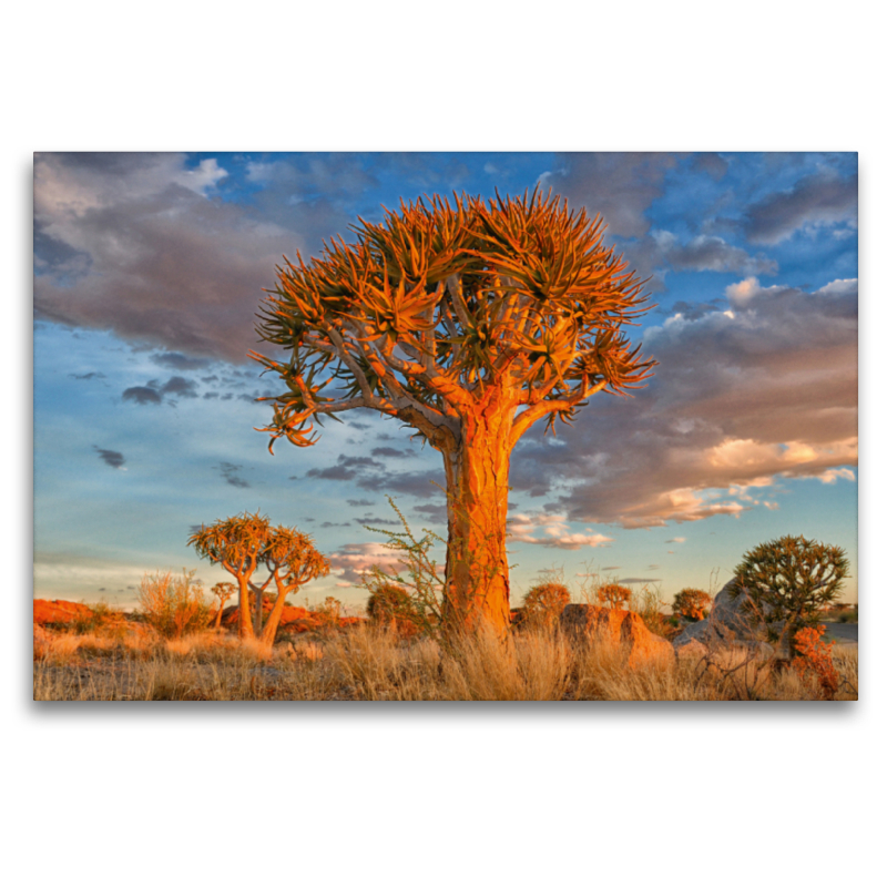 Köcherbaum, Augrabies Falls National Park, Südafrika