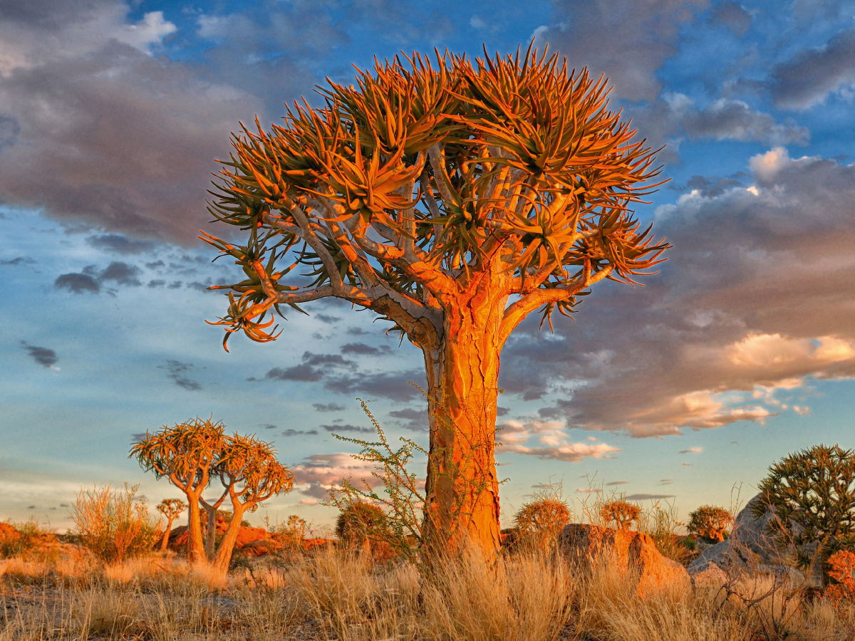 Köcherbaum, Augrabies Falls National Park, Südafrika