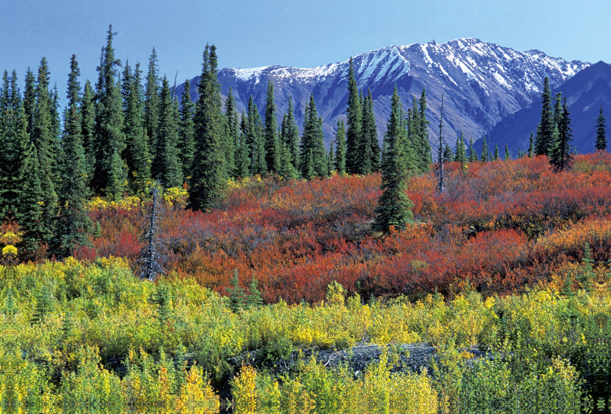 Herbstfarben entlang des George Parks Highway, Alaska