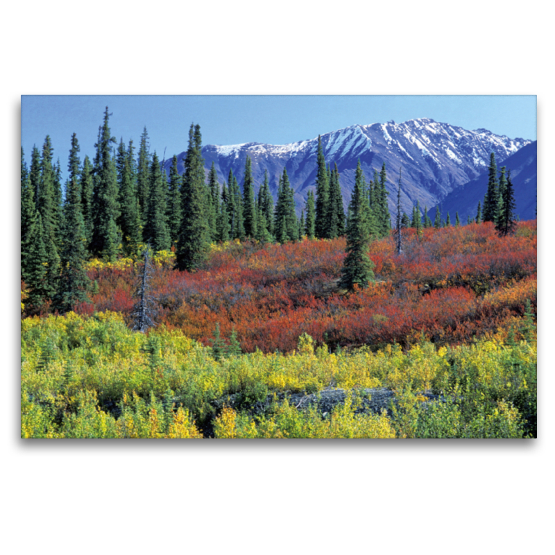 Herbstfarben entlang des George Parks Highway, Alaska