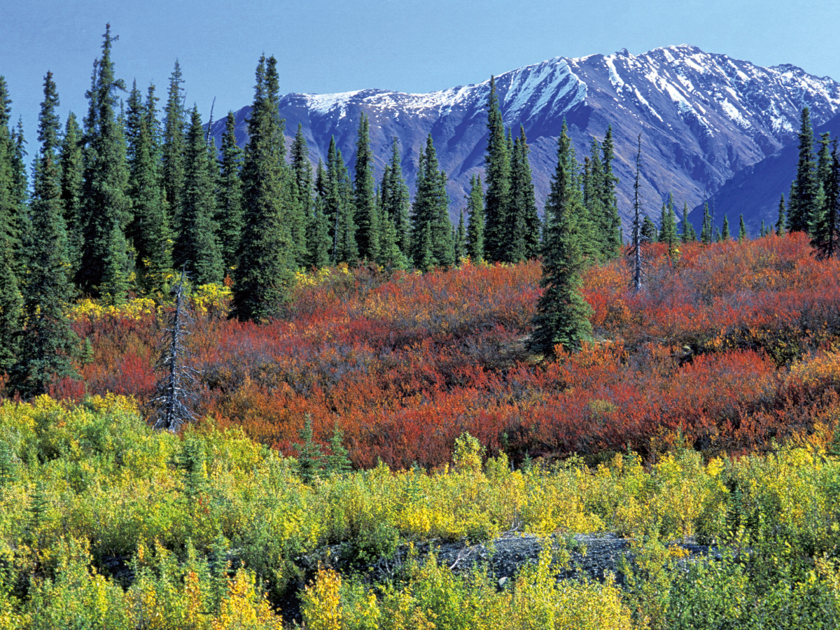 Herbstfarben entlang des George Parks Highway, Alaska