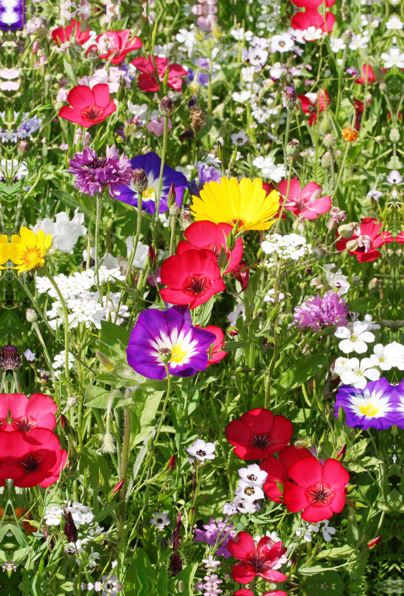 Bunte Blumenwiese