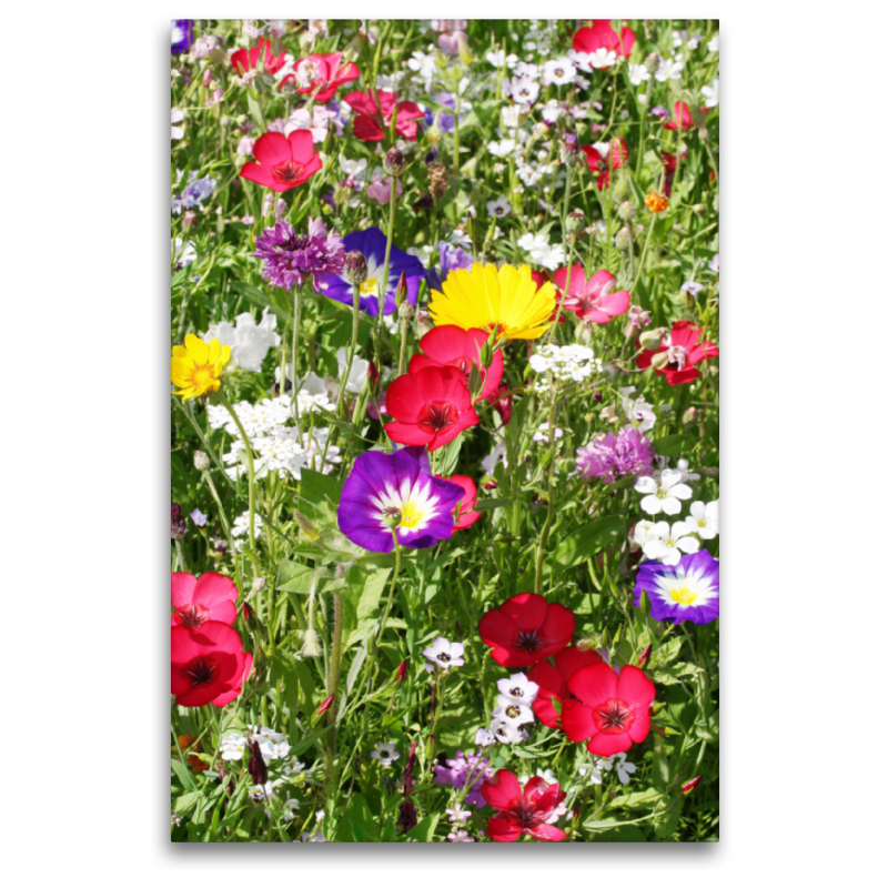 Bunte Blumenwiese