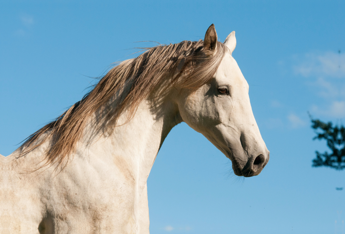 Zauberhaftes Araber-Pferd