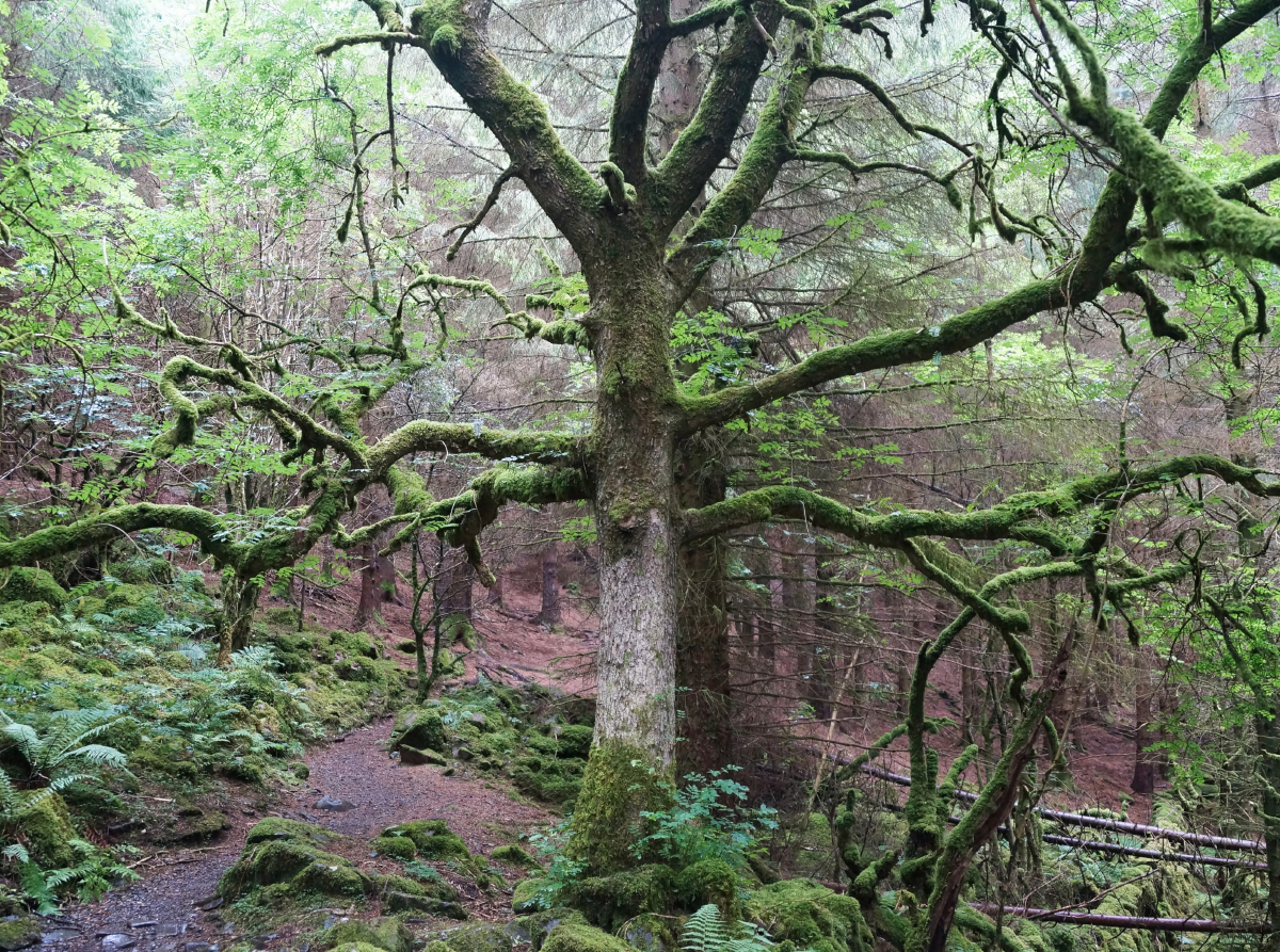 Moosbewachsener Wald am Llyn Crafnant und Llyn Geirionydd in Wales