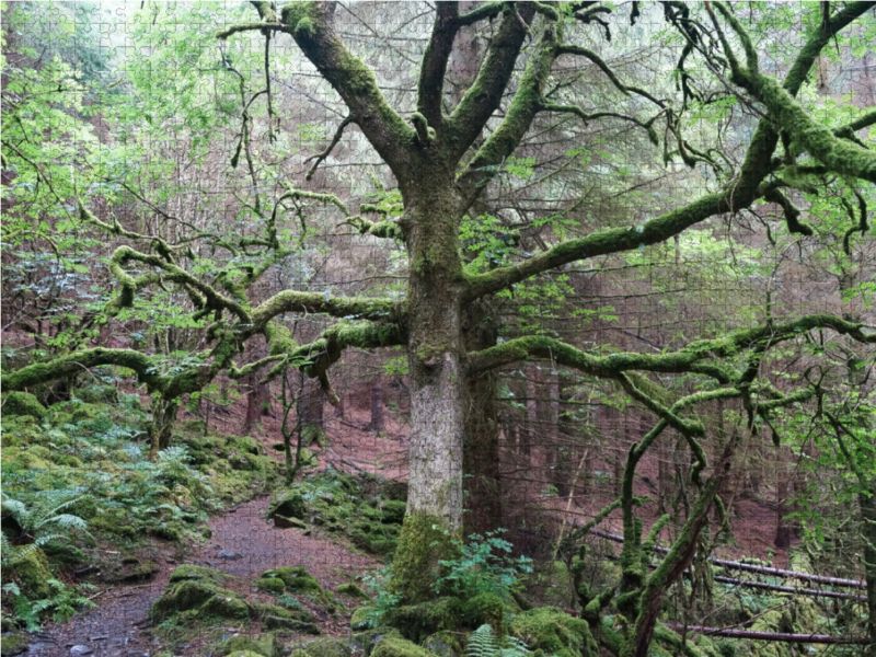 Moosbewachsener Wald am Llyn Crafnant und Llyn Geirionydd in Wales