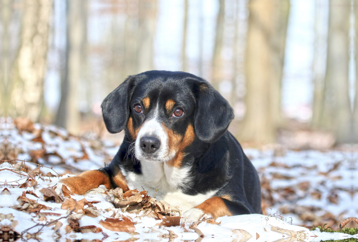 Entlebucher Sennenhund im Schnee