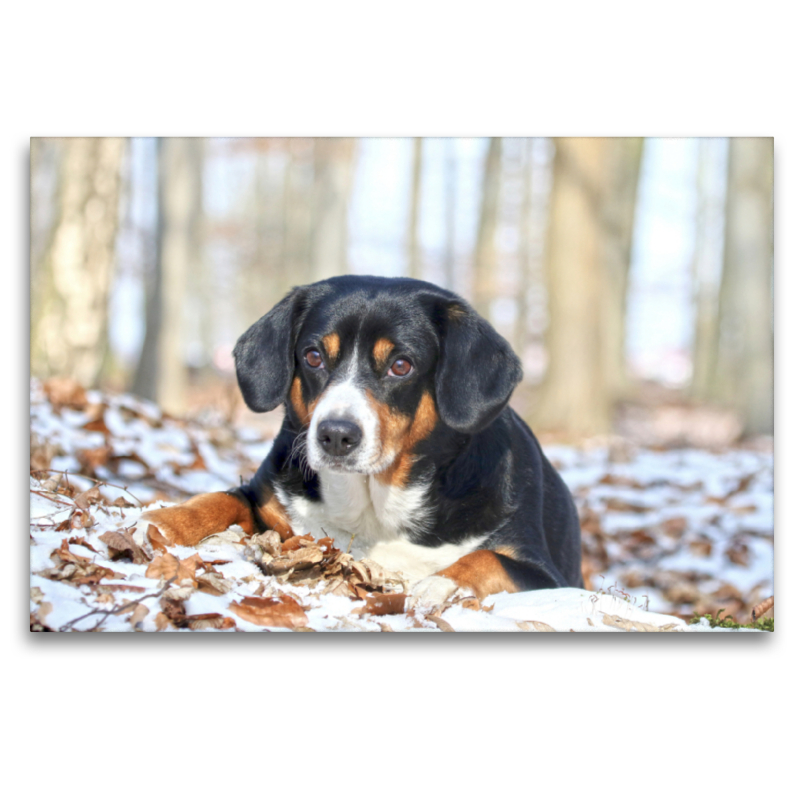 Entlebucher Sennenhund im Schnee