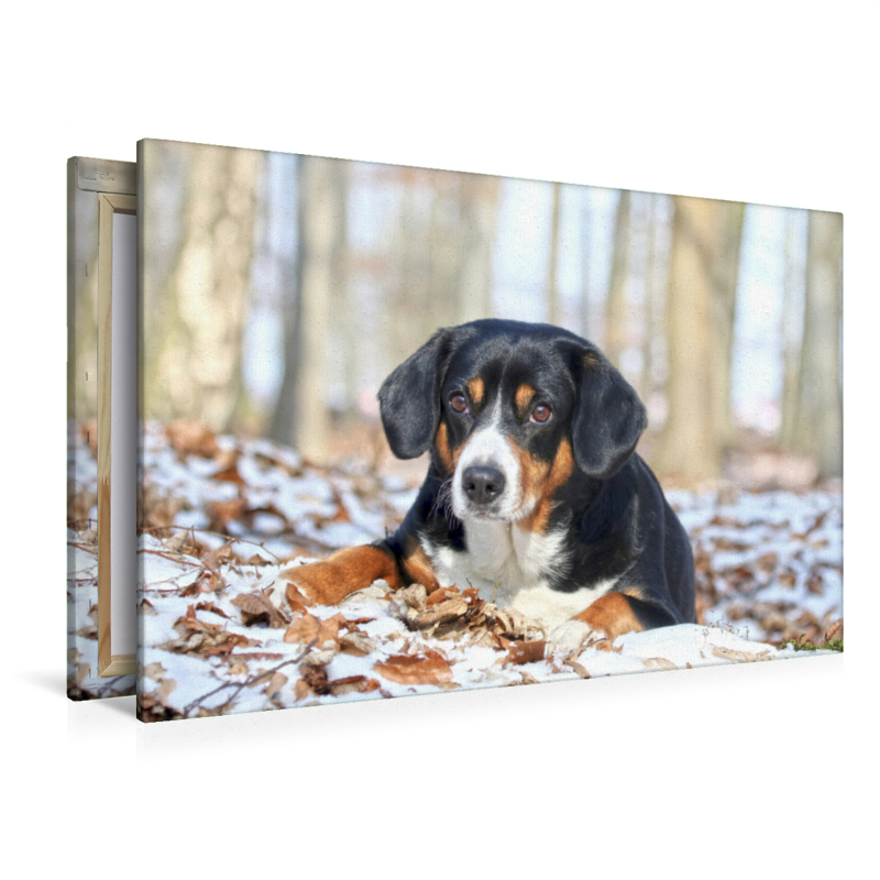 Entlebucher Sennenhund im Schnee