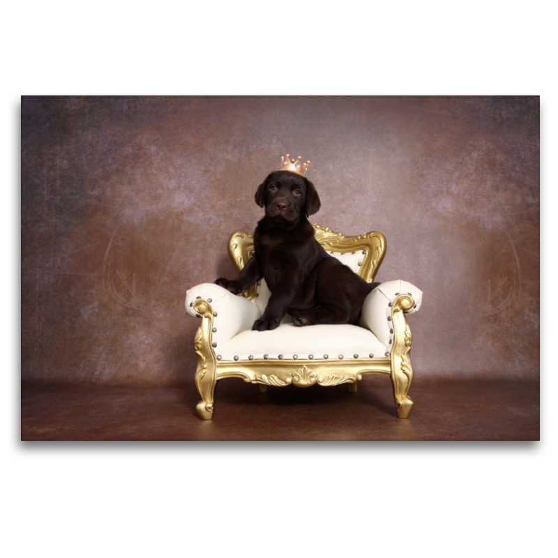 Labrador Retriever Welpe / Labrador Retriever Puppy