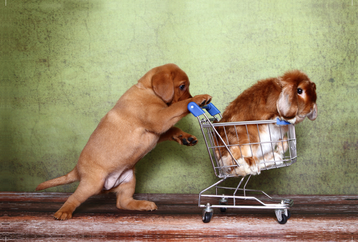 Labrador Retriever Welpe / Labrador Retriever Puppy