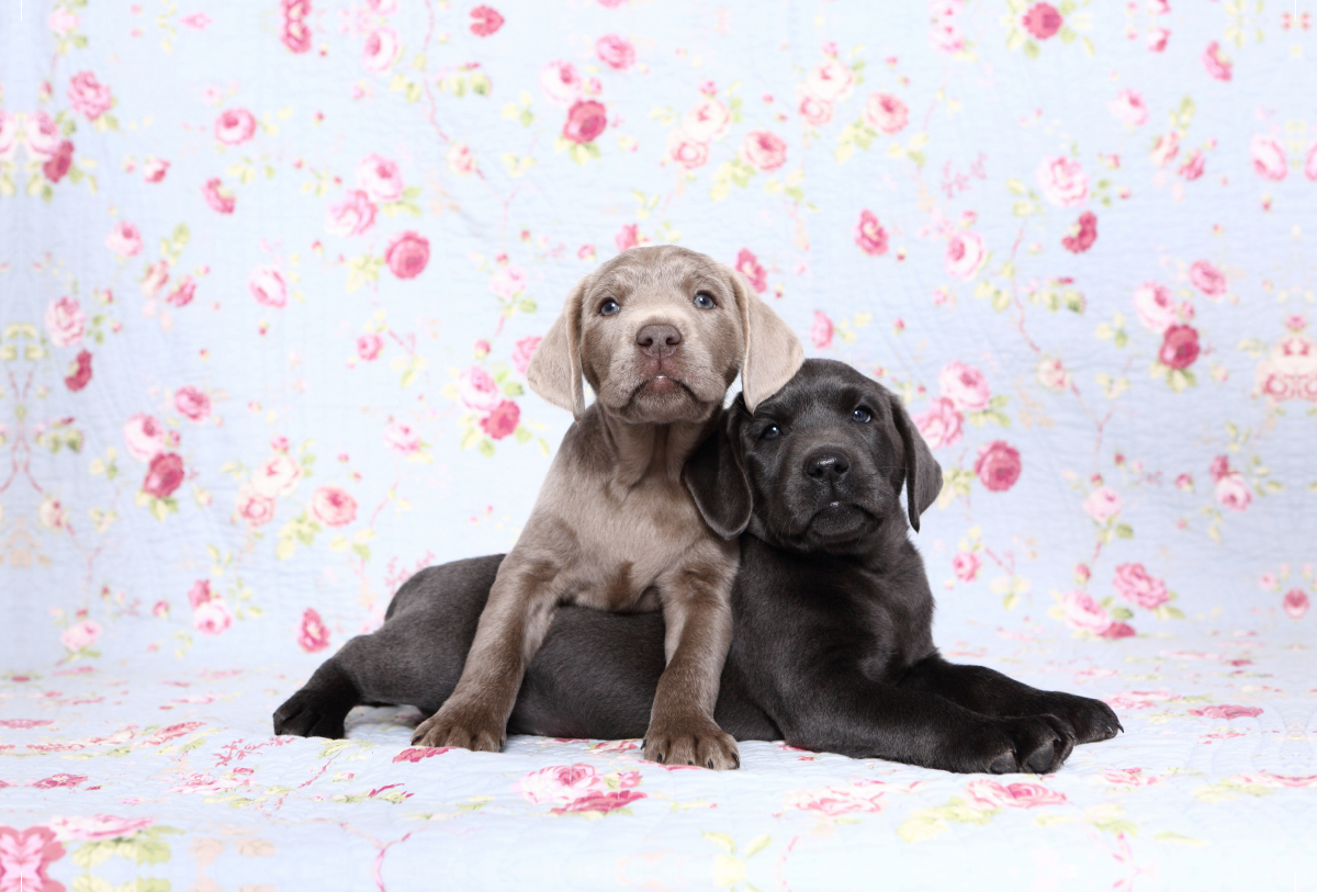 Labrador Retriever Welpe / Labrador Retriever Puppy