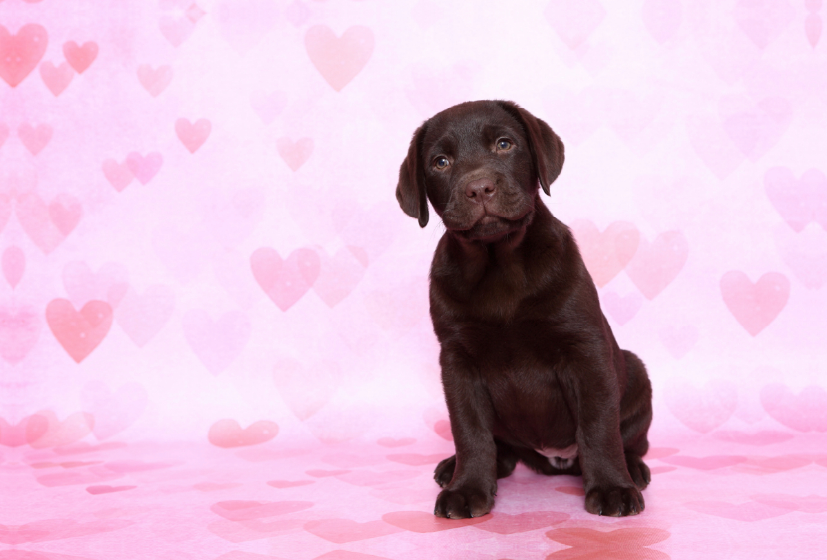 Labrador Retriever Welpe / Labrador Retriever Puppy