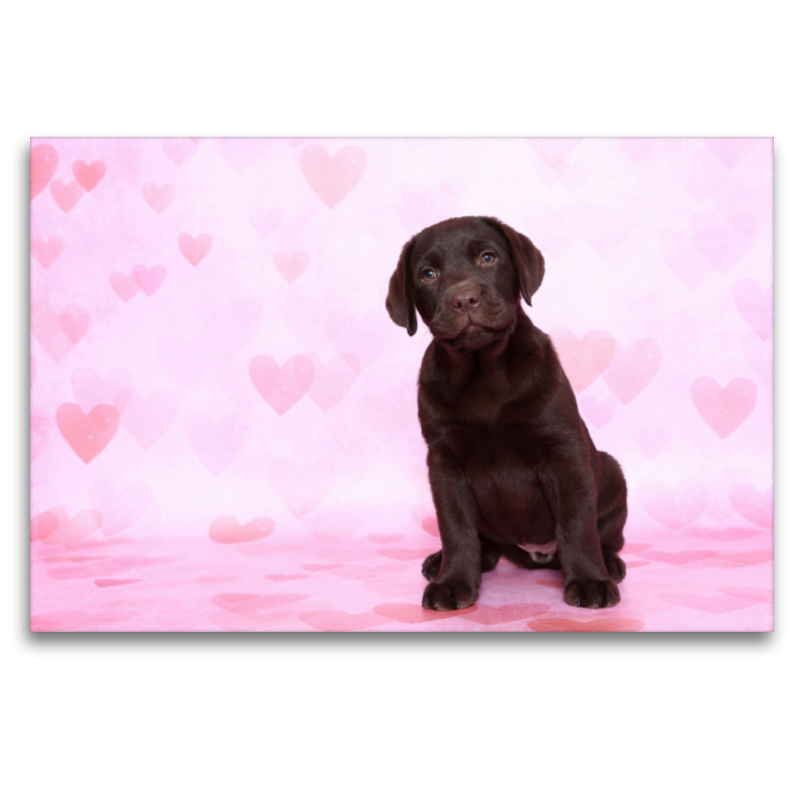 Labrador Retriever Welpe / Labrador Retriever Puppy