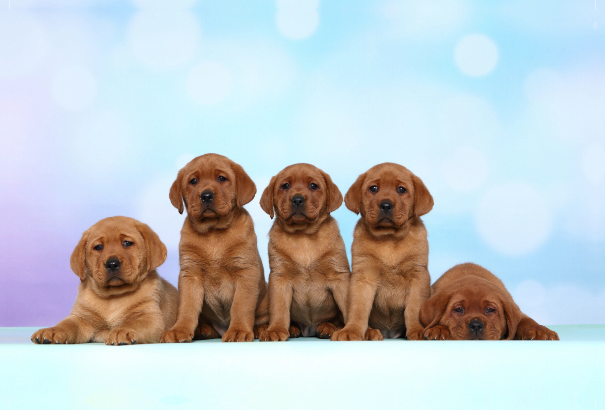 Labrador Retriever Welpe / Labrador Retriever Puppy