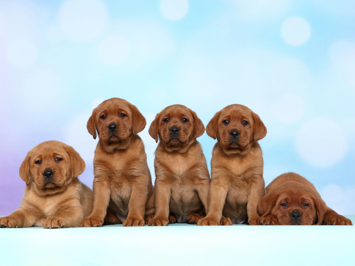 Labrador Retriever Welpe / Labrador Retriever Puppy