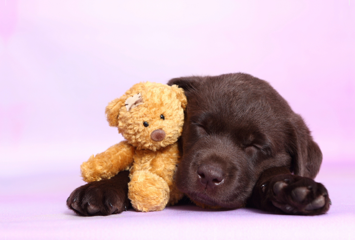 Labrador Retriever Welpe / Labrador Retriever Puppy