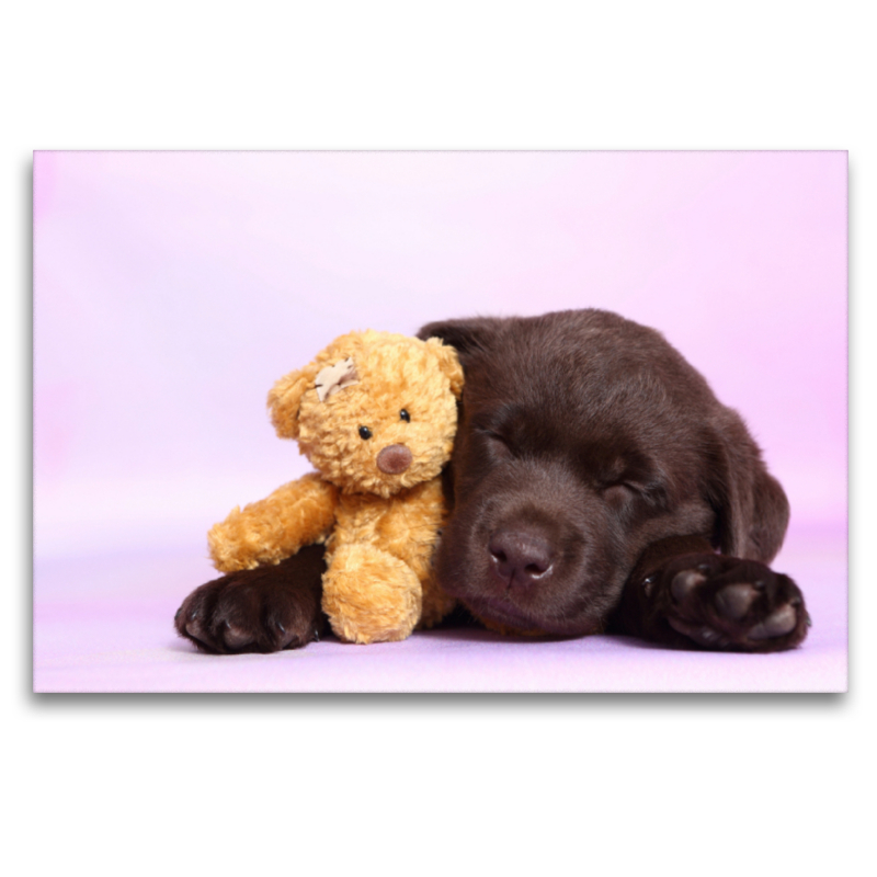 Labrador Retriever Welpe / Labrador Retriever Puppy