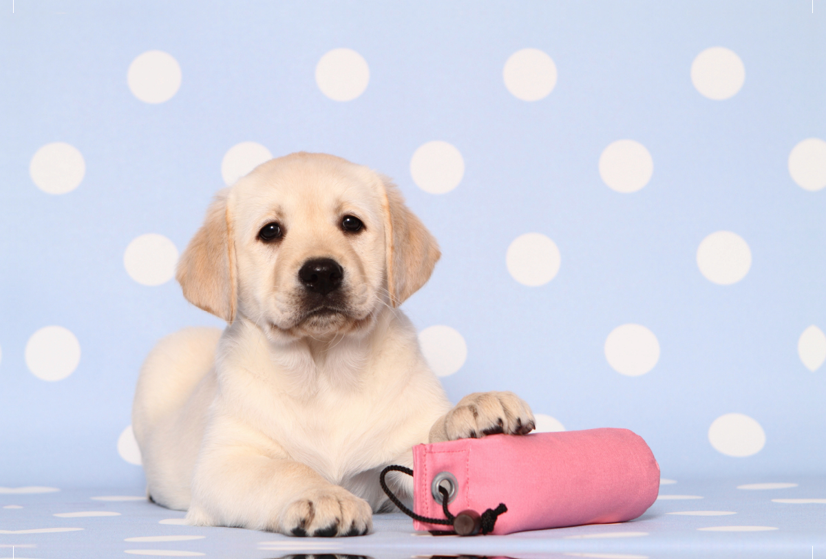 Labrador Retriever Welpe / Labrador Retriever Puppy