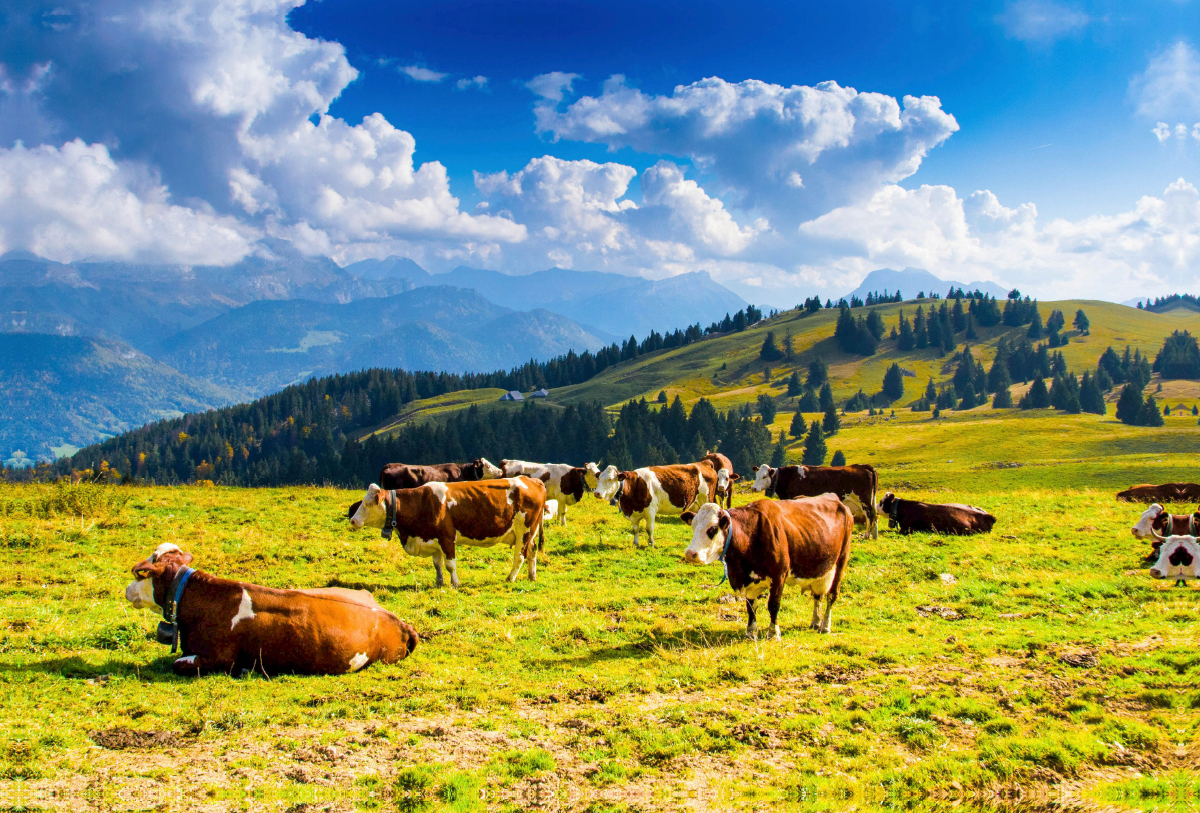 Alpenpanorama auf dem Semnoz