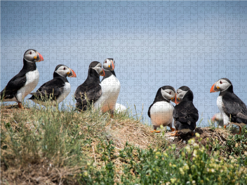 Farne Islands