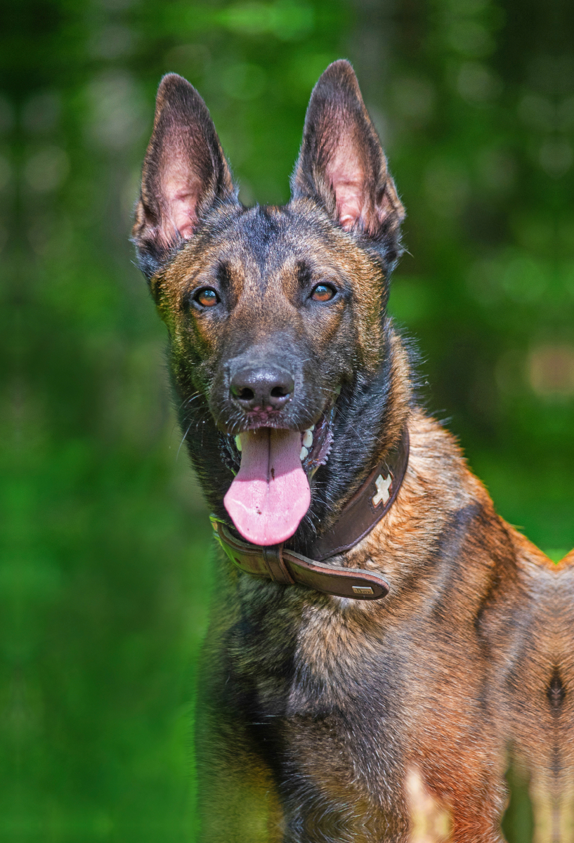 Ein Motiv aus dem Kalender Familienplaner Tausendsassa Malinois