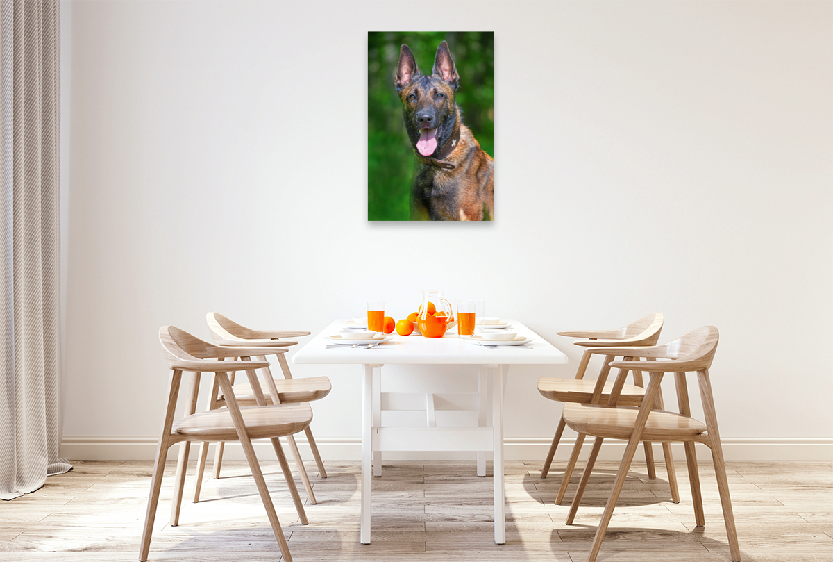 Ein Motiv aus dem Kalender Familienplaner Tausendsassa Malinois