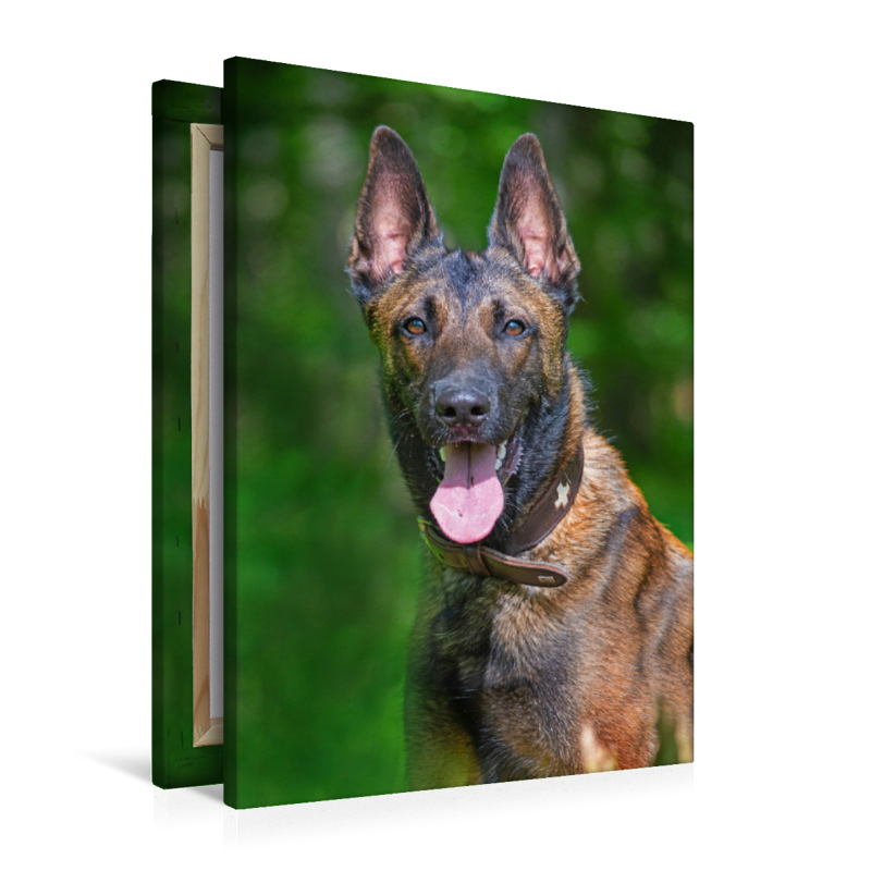 Ein Motiv aus dem Kalender Familienplaner Tausendsassa Malinois