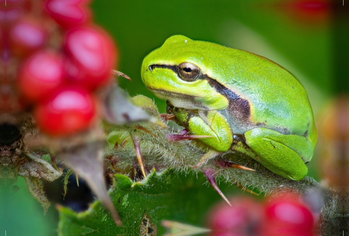 Ein Motiv aus dem Kalender Europäische Laubfrosch (Hyla arborea)