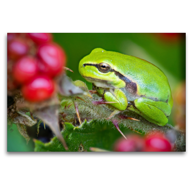 Ein Motiv aus dem Kalender Europäische Laubfrosch (Hyla arborea)